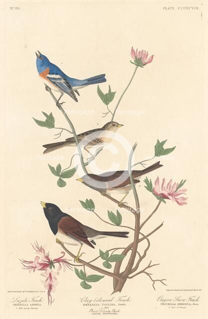 Lazuli Finch, Clay-colored Finch and Oregon Snow Finch, 1837. Creator: Robert Havell.