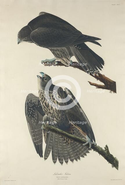 Labrador Falcon, 1834. Creator: Robert Havell.