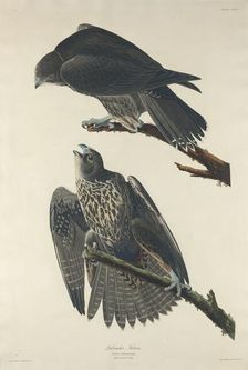 Labrador Falcon, 1834. Creator: Robert Havell