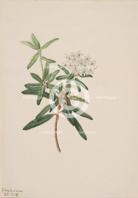 Labrador Tea (Ledum groenlandicum), 1905. Creator: Mary Vaux Walcott.