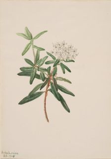 Labrador Tea (Ledum groenlandicum), 1905. Creator: Mary Vaux Walcott