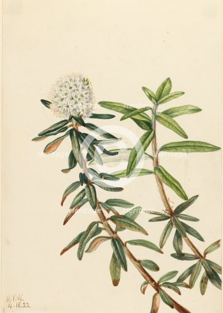 Labrador Tea (Ledum groenlandicum), 1922. Creator: Mary Vaux Walcott.