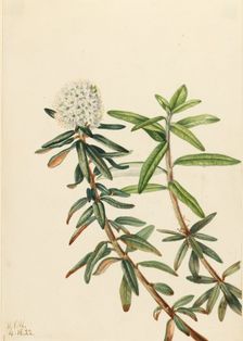 Labrador Tea (Ledum groenlandicum), 1922. Creator: Mary Vaux Walcott