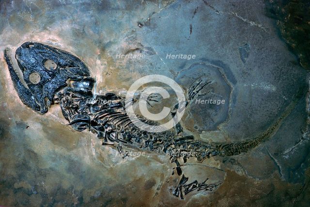 Labyrinthodontier fossil. Artist: Unknown