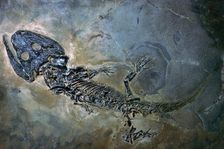 Labyrinthodontier fossil