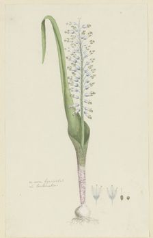 Lachenalia unifolia Jacq. (Hyacinth), 1777-1786. Creator: Robert Jacob Gordon