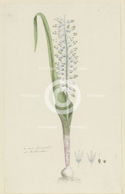 Lachenalia unifolia Jacq. (Hyacinth), 1777-1786. Creator: Robert Jacob Gordon.