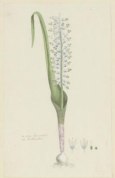 Lachenalia unifolia Jacq. (Hyacinth), 1777-1786. Creator: Robert Jacob Gordon