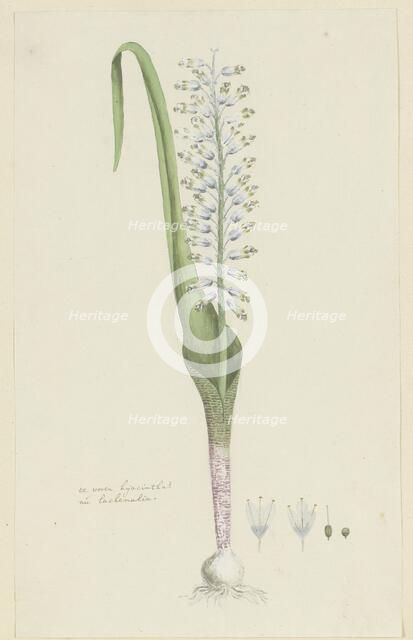 Lachenalia unifolia Jacq. (Hyacinth), 1777-1786. Creator: Robert Jacob Gordon.