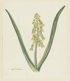 Lachenalia aloides (L.f.) Engl. (Opal flower), 1777-1786. Creator: Robert Jacob Gordon