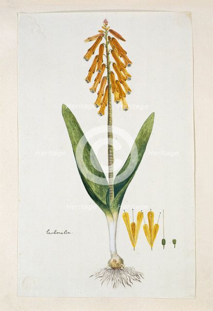 Lachenalia aloides (L.f.) Engl. var. aurea (Opal flower), 1777-1786. Creator: Robert Jacob Gordon.