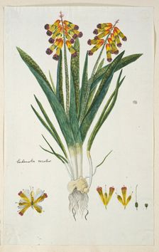 Lachenalia aloides (L.f.) Engl. var. quadricolor (Opal flower), 1777-1786. Creator: Robert Jacob Gordon