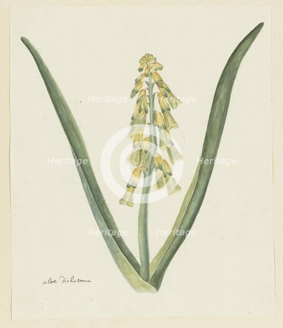 Lachenalia aloides (L.f.) Engl. (Opal flower), 1777-1786. Creator: Robert Jacob Gordon.