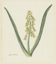 Lachenalia aloides (L.f.) Engl. (Opal flower), 1777-1786. Creator: Robert Jacob Gordon
