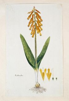 Lachenalia aloides (L.f.) Engl. var. aurea (Opal flower), 1777-1786. Creator: Robert Jacob Gordon
