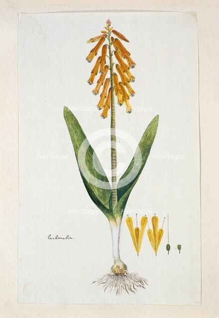 Lachenalia aloides (L.f.) Engl. var. aurea (Opal flower), 1777-1786. Creator: Robert Jacob Gordon.