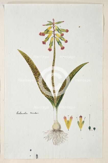Lachenalia aloides (L.f.) Engl. var. aloides (Opal flowers), 1777-1786. Creator: Robert Jacob Gordon.