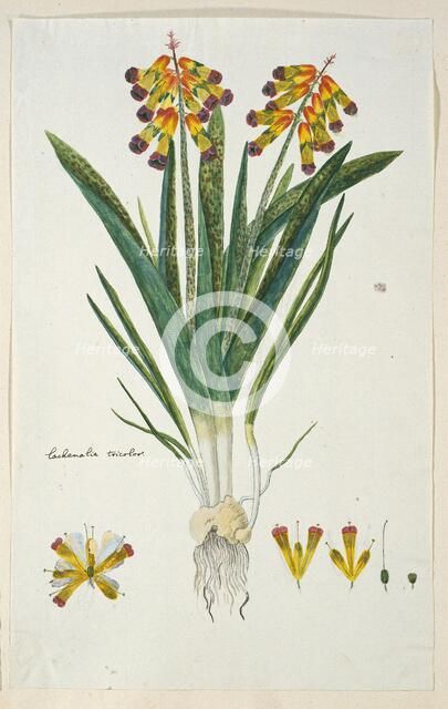 Lachenalia aloides (L.f.) Engl. var. quadricolor (Opal flower), 1777-1786. Creator: Robert Jacob Gordon.