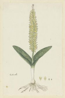 Lachenalia arbuthnotiae W.F. Barker (Hyacinth), 1777-1786. Creator: Robert Jacob Gordon