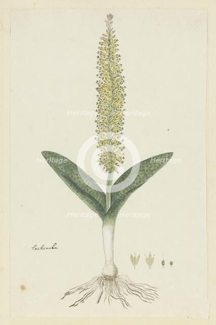 Lachenalia arbuthnotiae W.F. Barker (Hyacinth), 1777-1786. Creator: Robert Jacob Gordon.