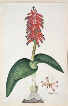 Lachenalia bulbifera (Cirillo) Engl., 1777-1786. Creator: Robert Jacob Gordon