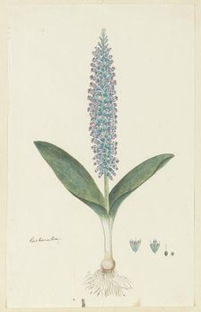 Lachenalia mediana Jacq., 1777-1786. Creator: Robert Jacob Gordon
