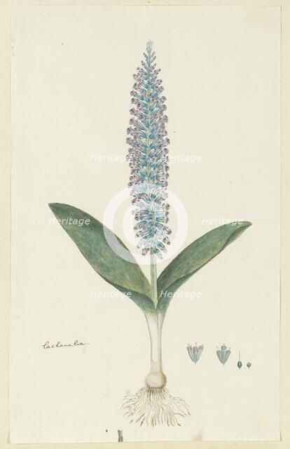 Lachenalia mediana Jacq., 1777-1786. Creator: Robert Jacob Gordon.