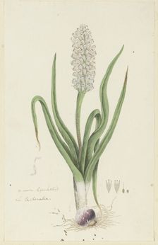 Lachenalia orthopetala Jacq. (Hyacinth), 1777-1786. Creator: Robert Jacob Gordon