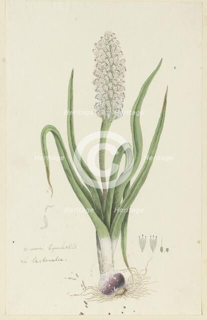Lachenalia orthopetala Jacq. (Hyacinth), 1777-1786. Creator: Robert Jacob Gordon.