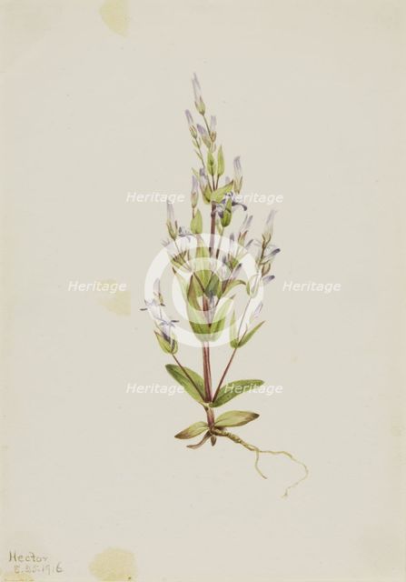Ladder Gentian (Gentiana acuta), 1916. Creator: Mary Vaux Walcott.