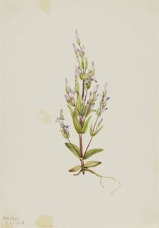 Ladder Gentian (Gentiana acuta), 1916. Creator: Mary Vaux Walcott