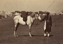 Lady Cannings Grey Arab, 1858-61. Creator: Unknown