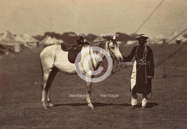 Lady Cannings Grey Arab, 1858-61. Creator: Unknown.