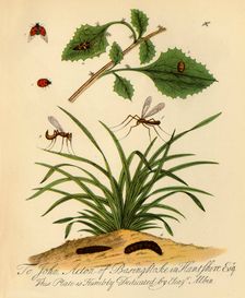 Ladybird and Daddy-Long-Legs: Coccinella and Tipula oleracea 1720, (1945). Creator: Halett