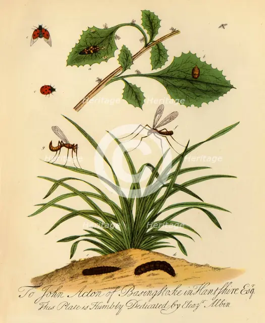 'Ladybird and Daddy-Long-Legs: Coccinella and Tipula oleracea', 1720, (1945). Creator: Halett.