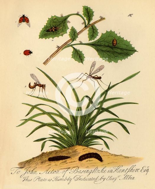 'Ladybird and Daddy-Long-Legs: Coccinella and Tipula oleracea', 1720, (1945). Creator: Halett.