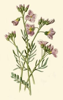 Lady's Smock, Bittercress or Cuckoo Flower 1877. Creator: Frederick Edward Hulme