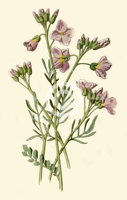 'Lady's Smock, Bittercress or Cuckoo Flower', 1877. Creator: Frederick Edward Hulme.