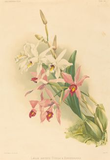 Laelia Anceps Stella & Barkeriana. Creator: Joseph Mansell