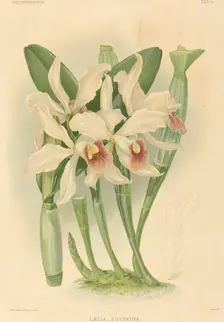 Laelia Euspatha. Creator: Joseph Mansell