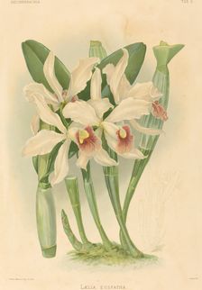 Laelia Euspatha. Creator: Joseph Mansell