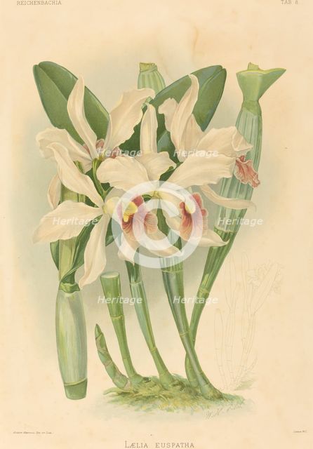Laelia Euspatha. Creator: Joseph Mansell.