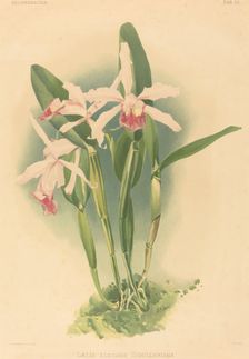 Laelia Elegans Schilleriana. Creator: Joseph Mansell