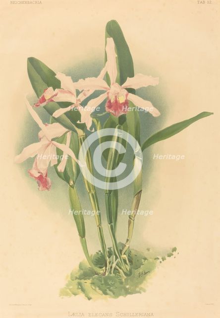 Laelia Elegans Schilleriana. Creator: Joseph Mansell.