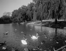 Lafayette Park, Norfolk, Va., between 1900 and 1920. Creator: Unknown