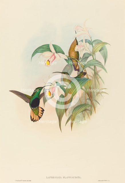 Lafresnaya flavicaudata (Buff-tailed Velvet-breast). Creators: John Gould, Henry Constantine Richter.