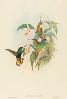 Lafresnaya flavicaudata (Buff-tailed Velvet-breast). Creators: John Gould, Henry Constantine Richter