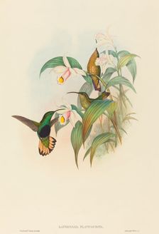Lafresnaya flavicaudata (Buff-tailed Velvet-breast). Creators: John Gould, Henry Constantine Richter