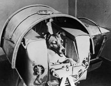 Laika, Russian cosmonaut dog, 1957