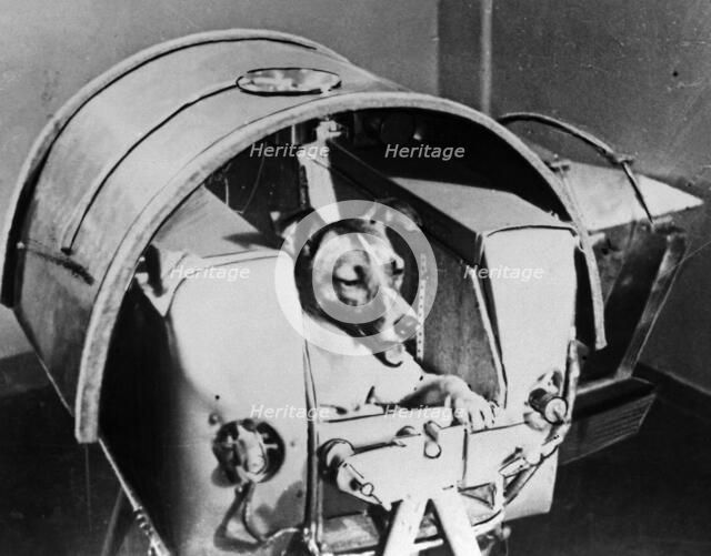 Laika, Russian cosmonaut dog, 1957. Artist: Unknown